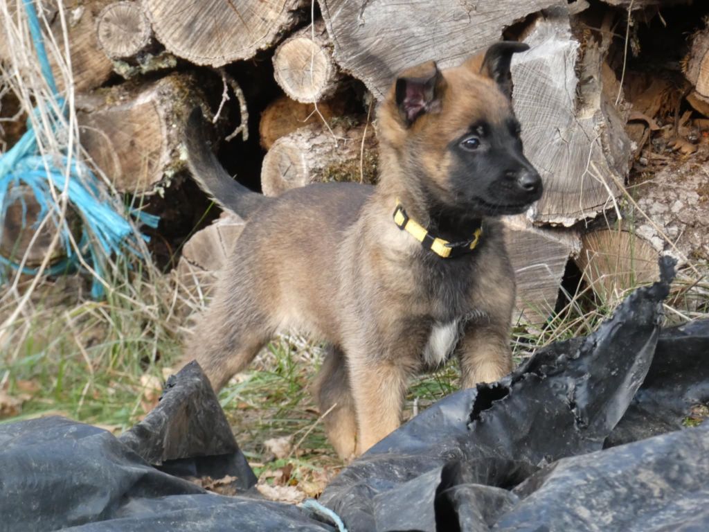 Des Crocs Du Quercy - Chiot disponible  - Berger Belge