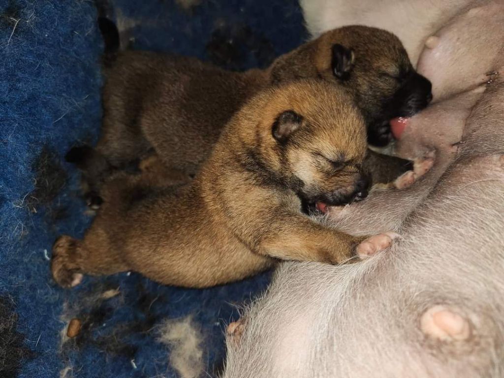 chiot Shiba Des Crocs Du Quercy