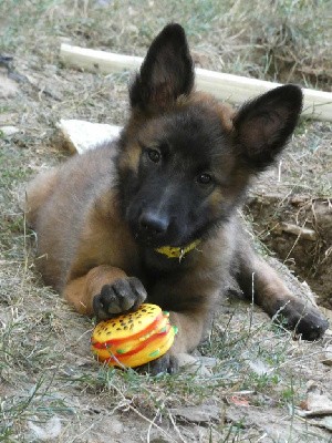 Volf (Mâle Tervueren Collier Jaune)