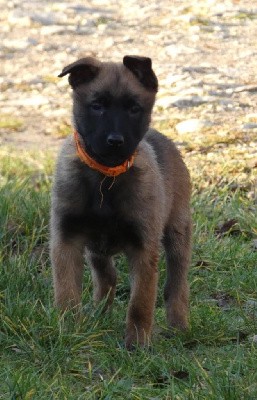 Vénus (Collier Orange)