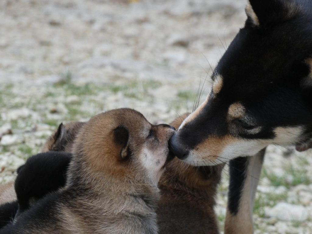 chiot Shiba Des Crocs Du Quercy