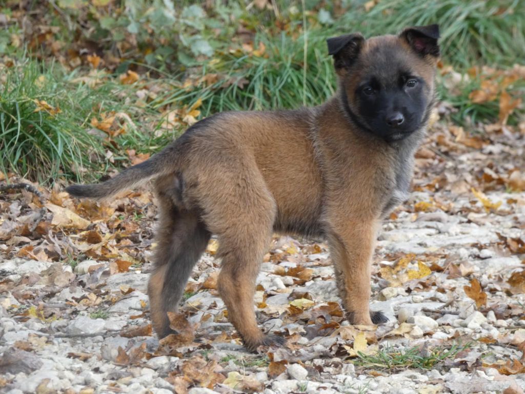 Des Crocs Du Quercy - Chiot disponible  - Berger Belge