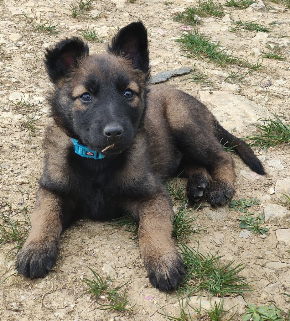Des Crocs Du Quercy - Berger Belge - Portée née le 01/02/2024