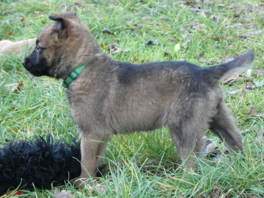 Des Crocs Du Quercy - Berger Belge - Portée née le 04/10/2024