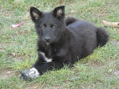 Ti-Loup 