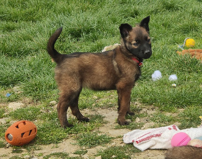 CHIOT