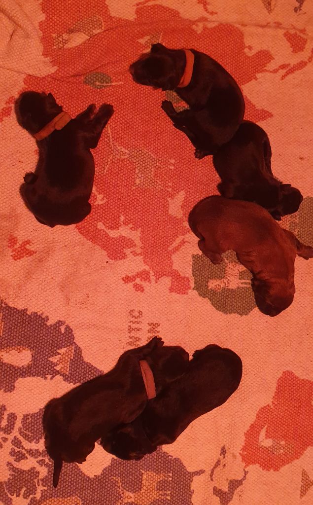 Chiot Berger Belge Des Crocs Du Quercy